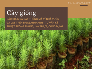 Báo giá mua cây thông Mã Vĩ nhà vườn Đà Lạt trên MuaBanNhanh - Tư vấn kỹ thuật trồng thông, lấy nhựa, công dụng