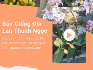 Bán giống Địa Lan Thanh Ngọc - Địa Lan Thanh Ngọc cổ, Địa Lan Thanh Ngọc Trung Quốc