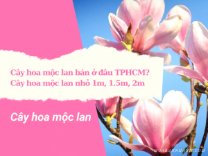 Cây hoa mộc lan bán ở đâu TPHCM? Cây hoa mộc lan nhỏ 1m, 1.5m, 2m