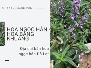 Địa chỉ bán cây hoa ngọc hân Đà Lạt - Tư vấn cách chăm sóc hoa ngọc hân từ nhà vườn trên MuaBanNhanh