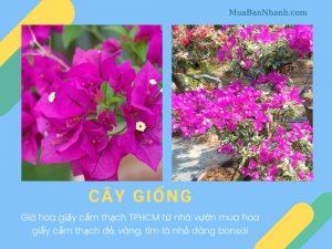 Giá hoa giấy cẩm thạch TPHCM từ nhà vườn - mua hoa giấy cẩm thạch đỏ, vàng, tím lá nhỏ dáng bonsai