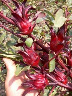 Cung cấp Hoa Atiso Đỏ (Hibiscus, Bụp Giấm) TPHCM