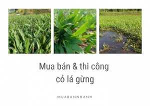 Cỏ lá gừng có mấy loại? Giống cỏ lá gừng Thái Lan, Việt Nam mua ở đâu tại TPHCM