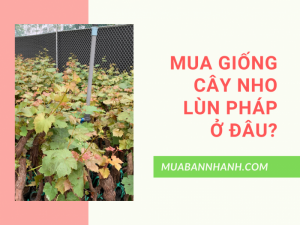 Mua cây giống nho lùn pháp ở đâu? Viện cây giống nho lùn Pháp F1 leo giàn Hà Nội trên MuaBanNhanh