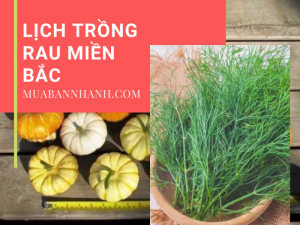 Lịch trồng rau miền Bắc - thời vụ trồng rau theo tháng dương lịch, dễ chăm sóc, hợp theo mùa, đặc trưng thời tiết