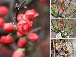 Nhà vườn cây hoa mai đỏ bonsai chưng Tết - Giá hoa mai đỏ lùn, bông đỏ sai hoa tạo dáng thế đẹp