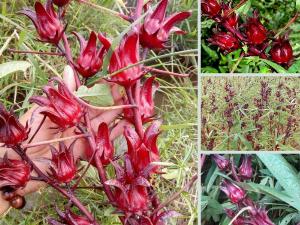 Chuyên sỉ, lẻ hoa Atiso đỏ tươi, siro, mứt, trà hoa Hibiscus giá rẻ toàn quốc