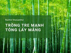 Người nông dân trồng tre lấy măng - cây tre Mạnh Tông phủ xanh đất, mang lại nguồn thu nhập tốt tại Đạ Tẻh, Lâm Đồng